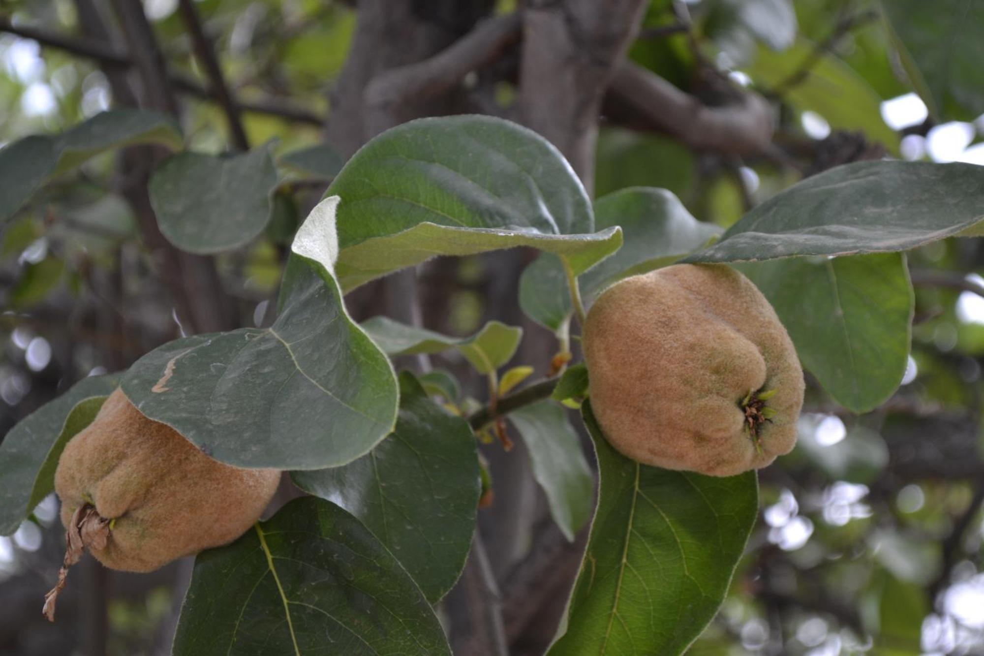 Villa Quince ويرڭان المظهر الخارجي الصورة